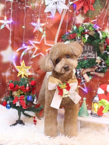 20231201ぷぷくん